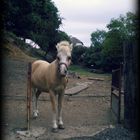 le cheval galope après la liberté ...