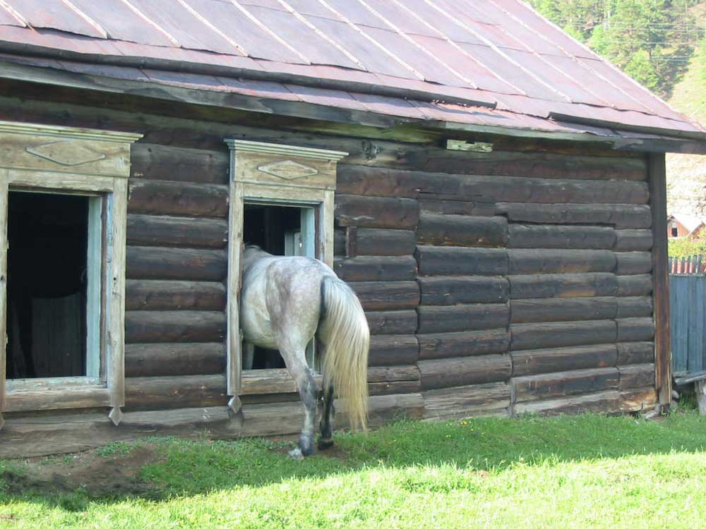 Le cheval par la fenêtre