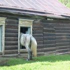 Le cheval par la fenêtre