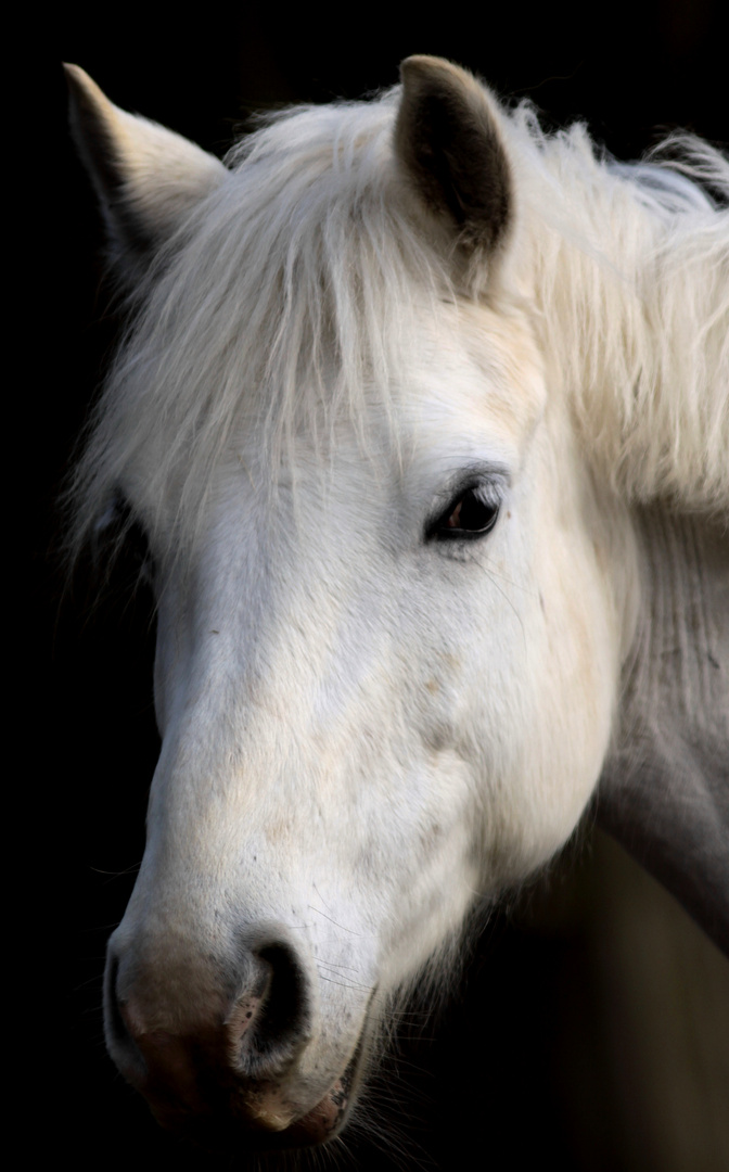 le cheval-pensant