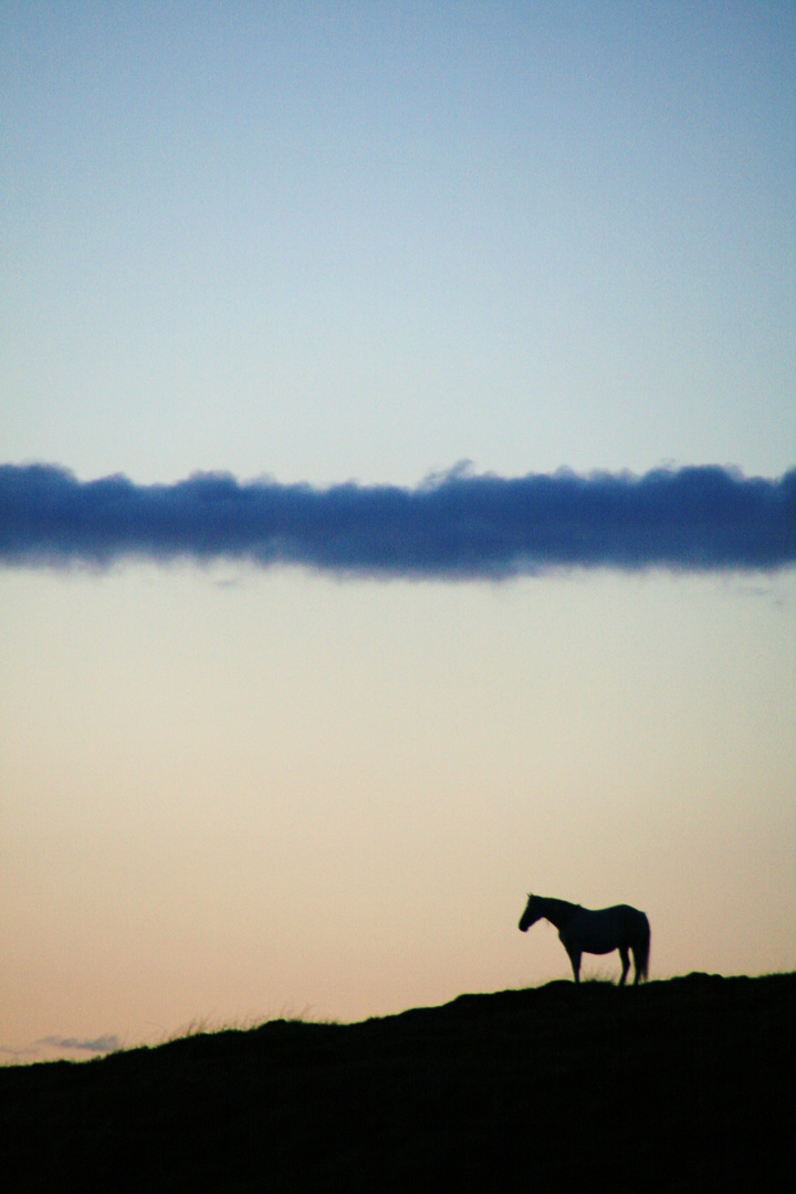 Le cheval qui murmurait à la lueur du soleil