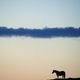 Le cheval qui murmurait  la lueur du soleil