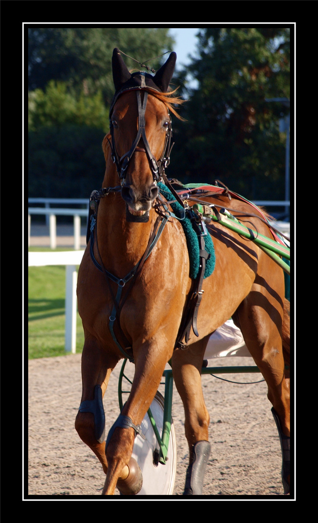 Le cheval qui sourait à l'objectif :)