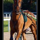 Le cheval qui sourait à l'objectif :)