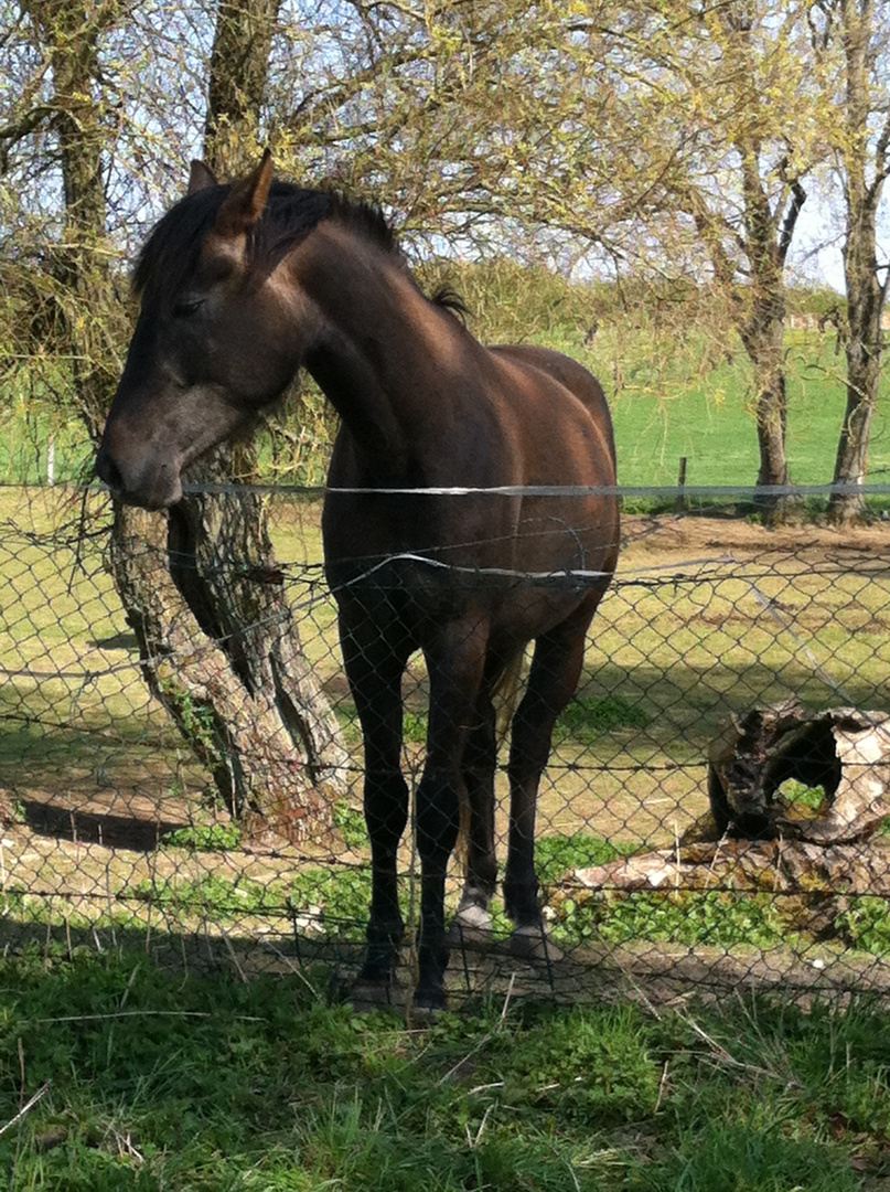 le cheval triste