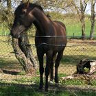 le cheval triste