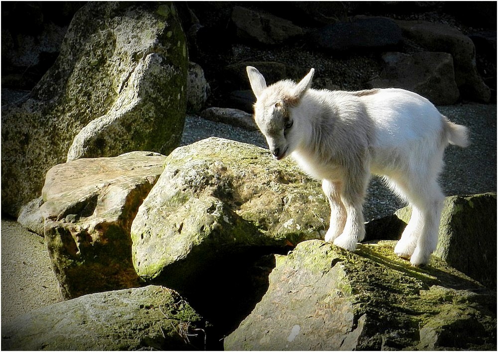 le chevreau photo et image animaux, animaux domestiques, nature