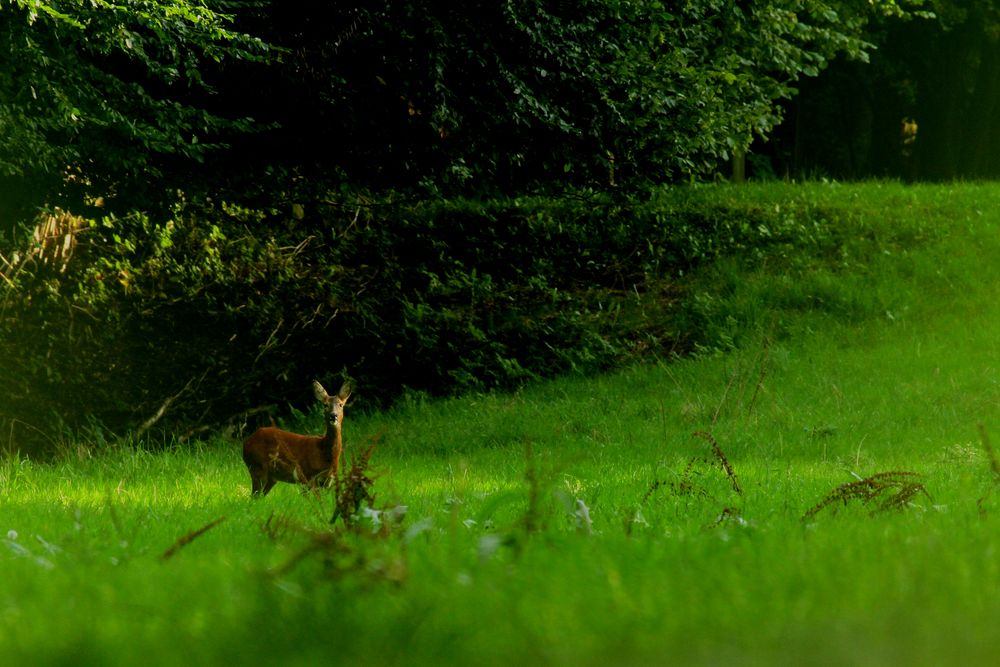 le Chevreuil dans le pré