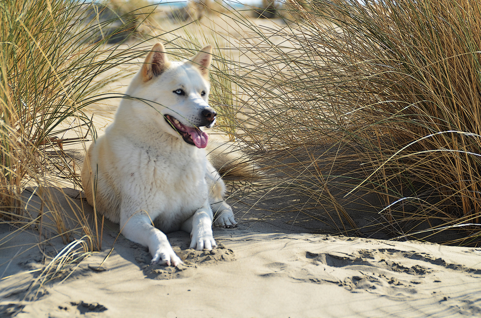 Le chien à la plage
