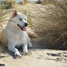 Le chien à la plage