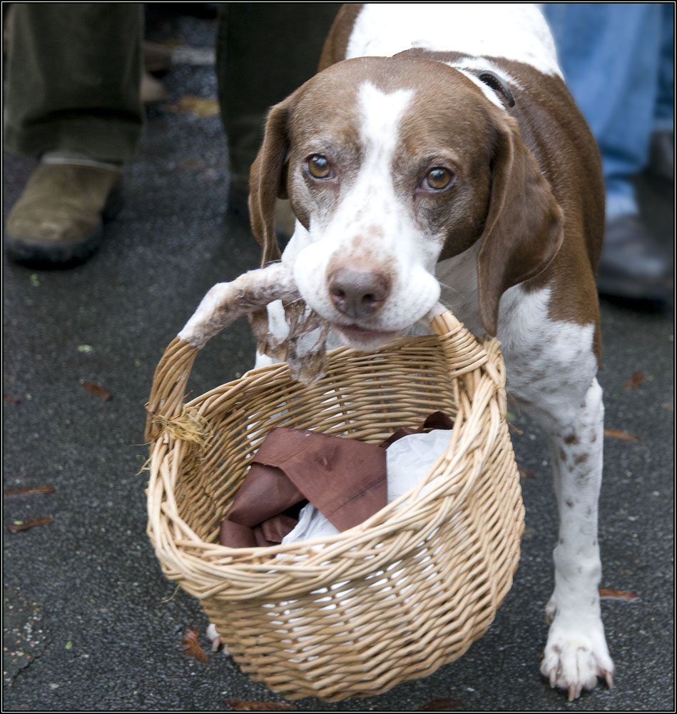 Le chien au panier