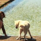 LE CHIEN BLANC