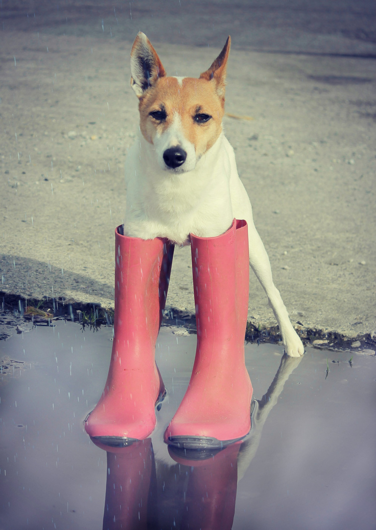 le chien botté :)