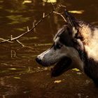 le chien dans l'eau