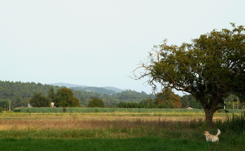 Le chien dans les prés