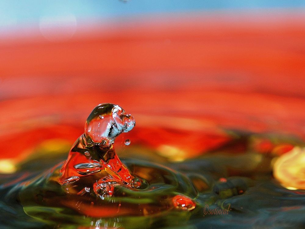 "Le chien de Cristal" , pour dire Merci