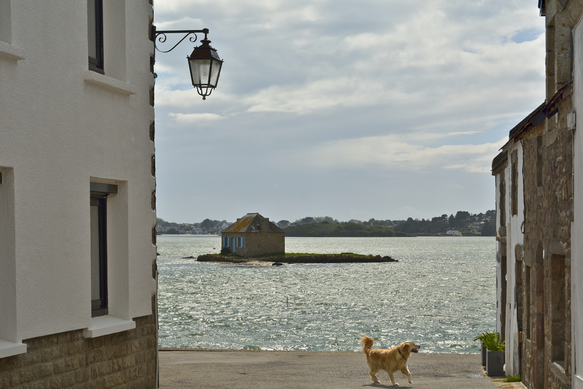 Le chien de ST CADO