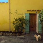 Le chien devant la porte .