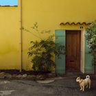 Le chien devant la porte .