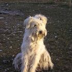 le chien du berger à le vernet