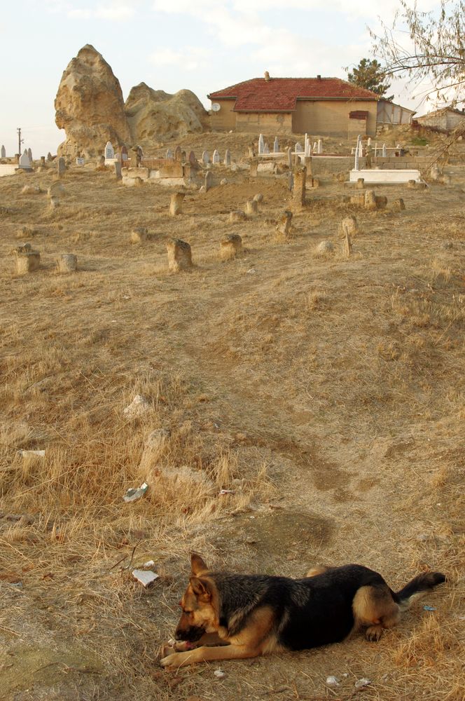 Le chien du cimetière .....