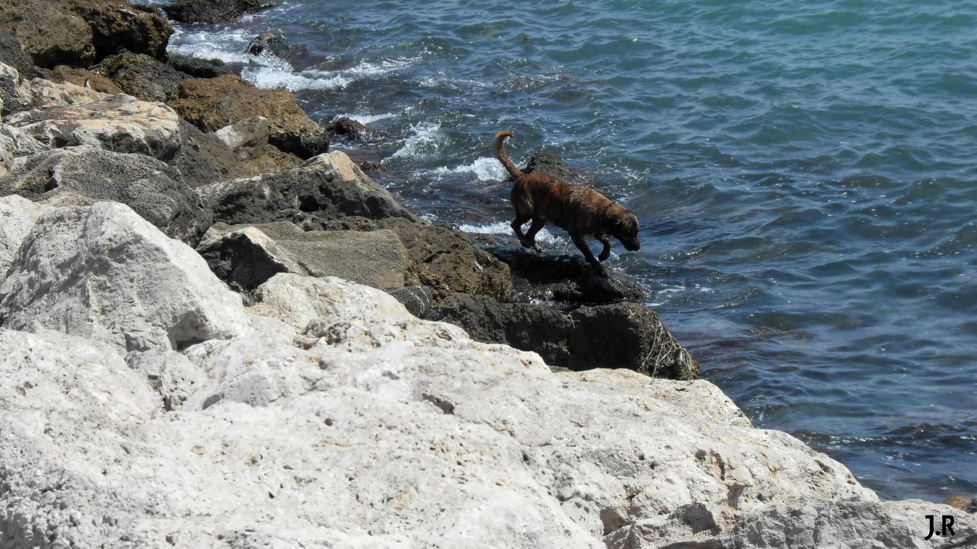 Le chien et la Mer