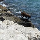 Le chien et la Mer