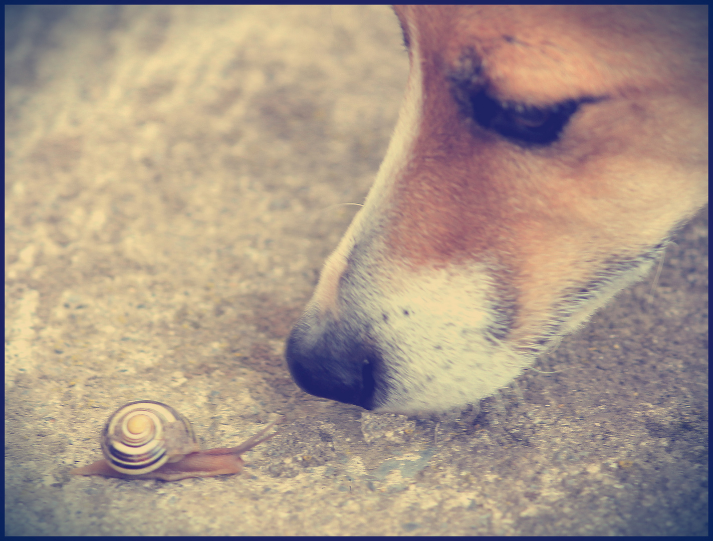 le chien et l'escargot