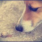 le chien et l'escargot