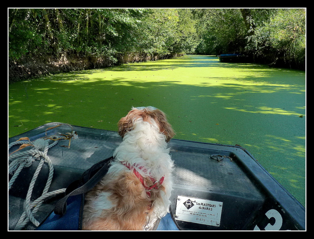 LE CHIEN GUIDE DE MARAIS