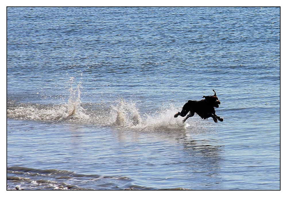 " Le chien heureux "