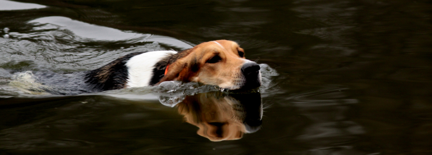 le chien nageur