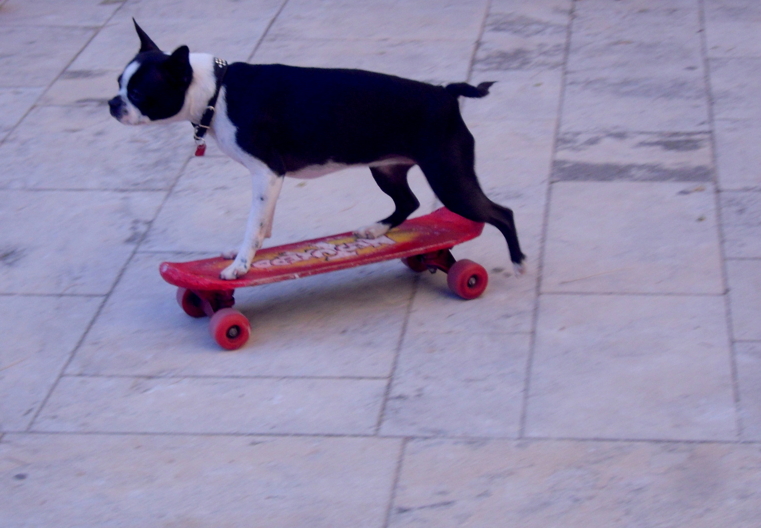 Le chien qui aimait le skate ...