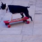 Le chien qui aimait le skate ...