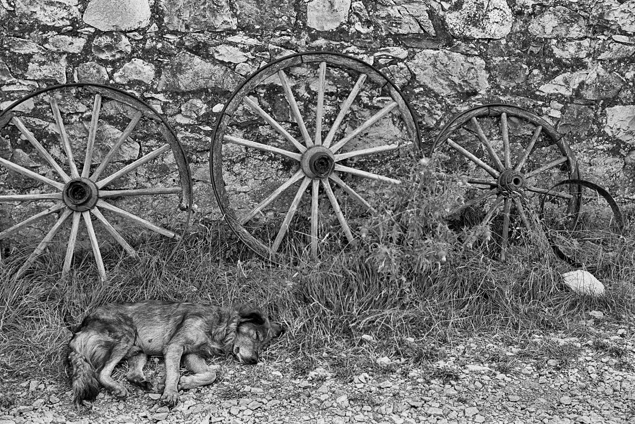 le chien qui inventa la roue... 