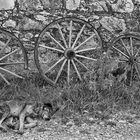 le chien qui inventa la roue... 