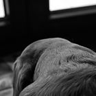 Le chien sans couleur