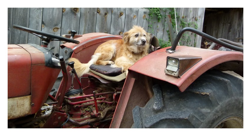 * le chien sur le tracteur *