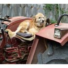 * le chien sur le tracteur *