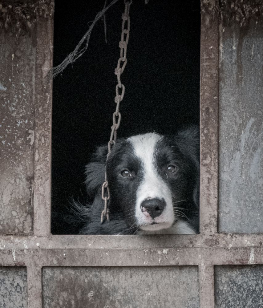 Le chien triste Mon oeil