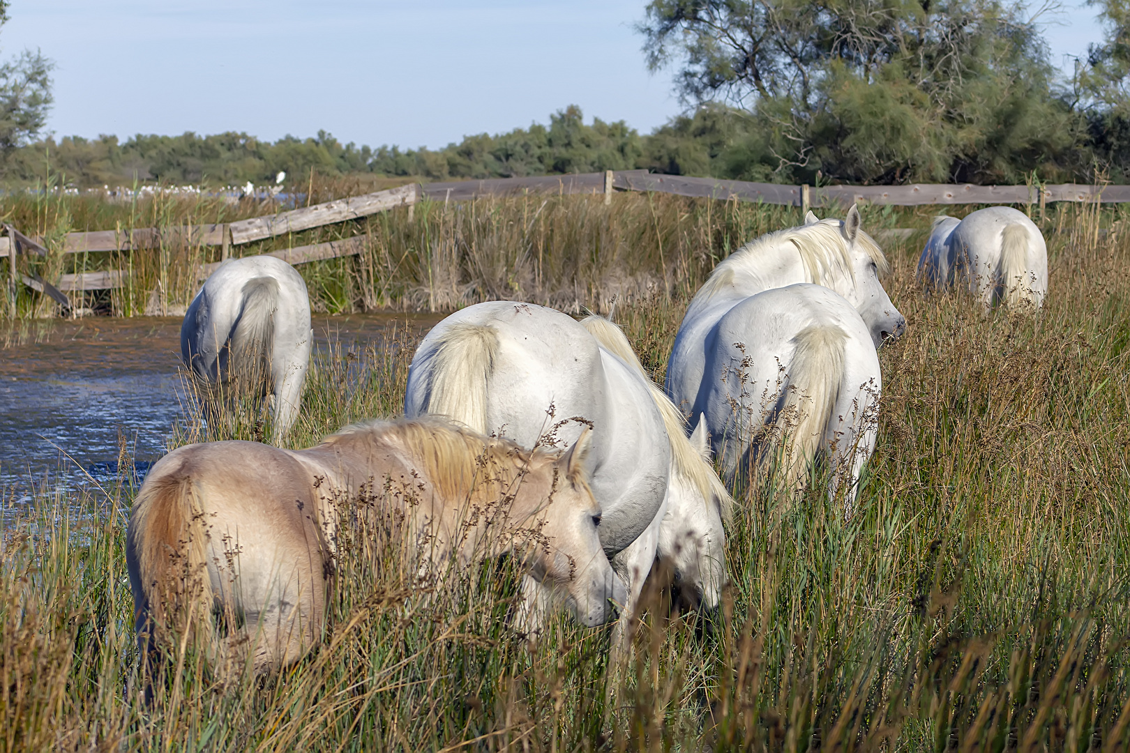 Le chiffre 5 en Camargue