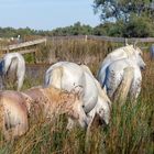 Le chiffre 5 en Camargue