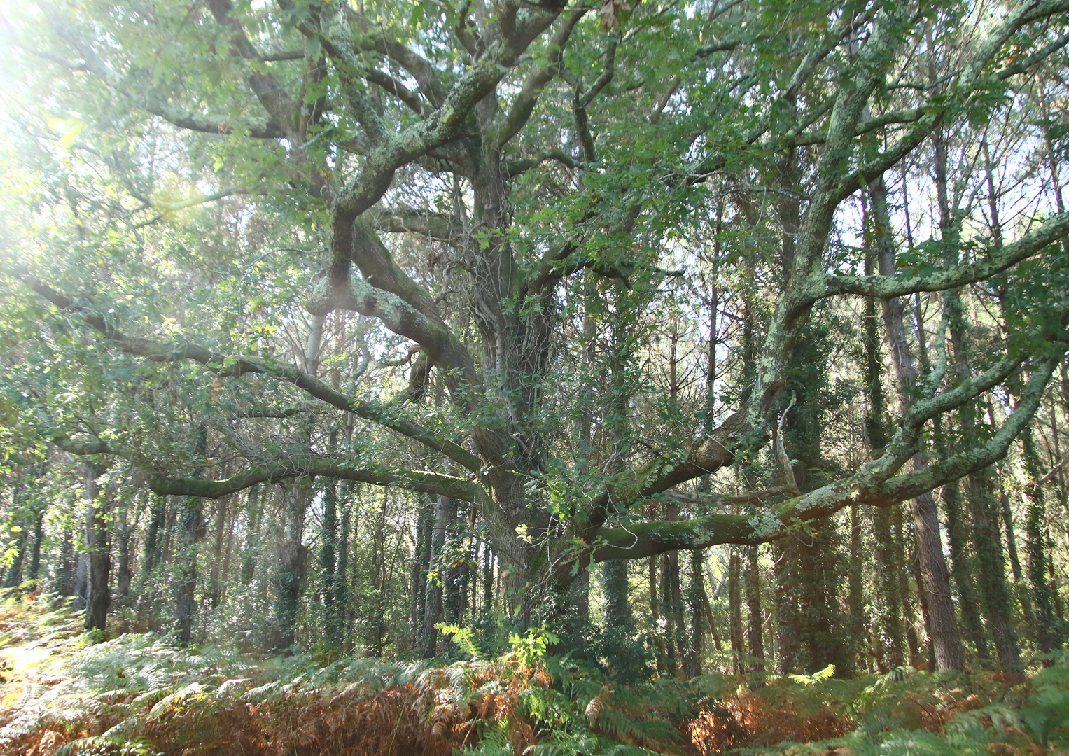 le chêne dans la forêt 