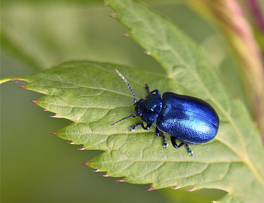 Le Chrysomèle de la menthe -Chrysolina coerulans