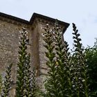 Le Château de Lavardens et les acanthes  --  Das Schloss von Lavardens und Akanthus