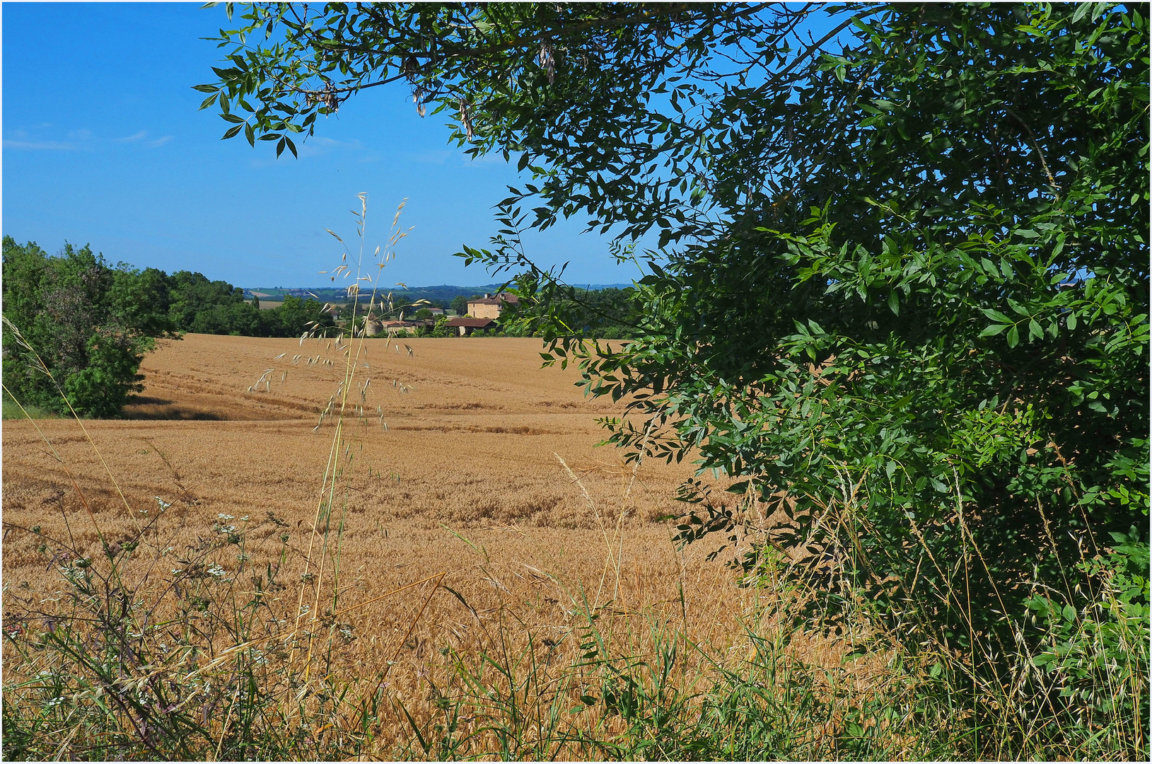 Le Château de Peyrac au milieu des champs de blé