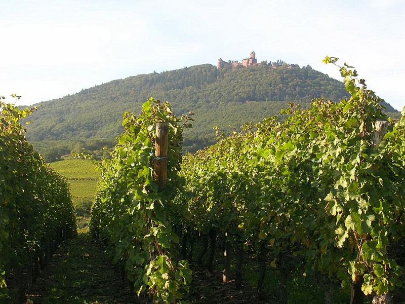 Le château du Haut-Koenigsbourg vu du vignoble alsacien