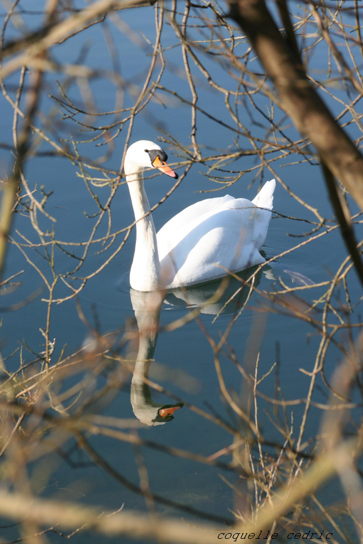 le cigne