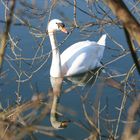 le cigne