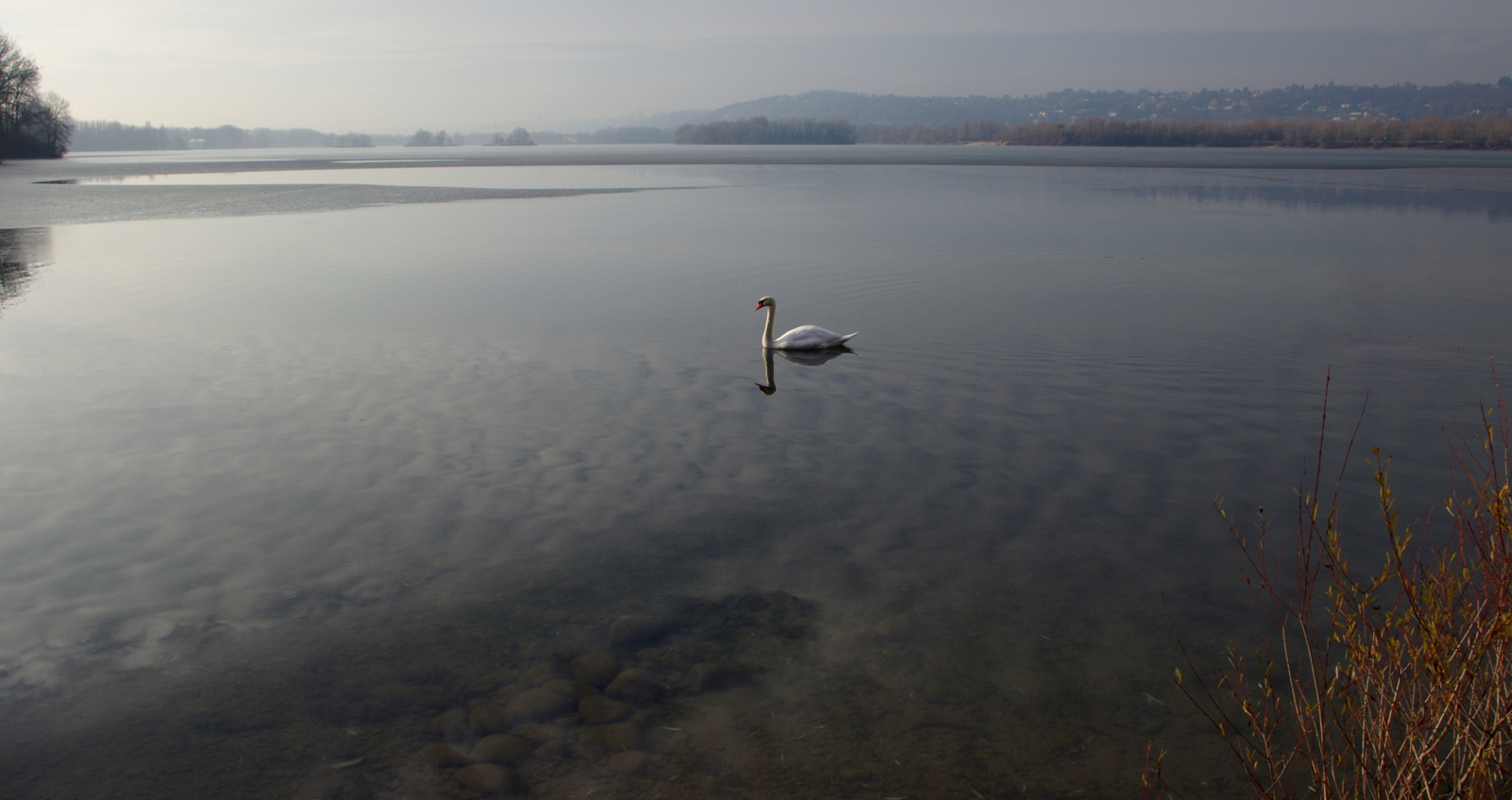 Le Cigne